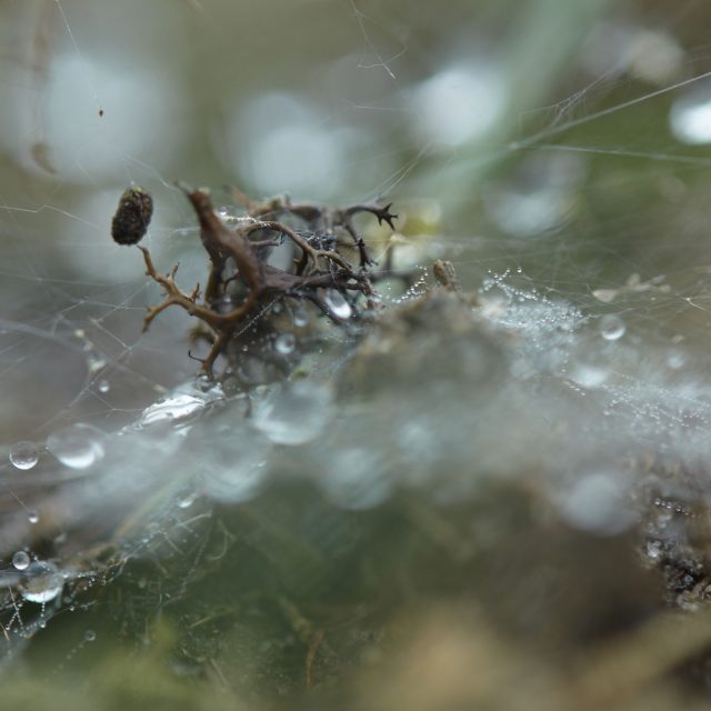 karnevaldernaturen_thumb-3