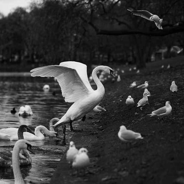 herbstamurban_thumb_2